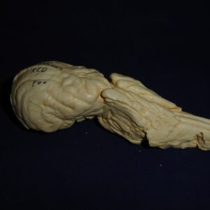Red Fox Brain and Nasal Replica B0060