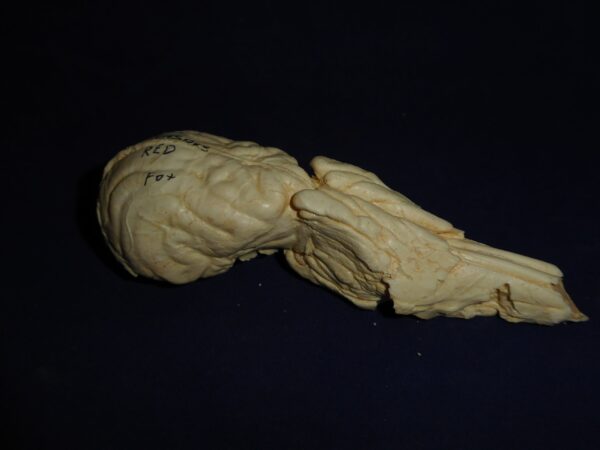 Red Fox Brain and Nasal Replica B0060