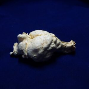 tasmanian wolf brain replica 1 B0025