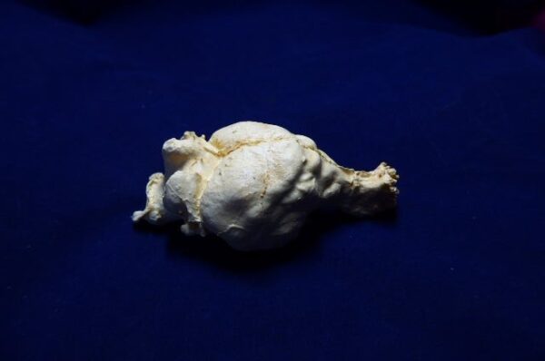 tasmanian wolf brain replica 1 B0025