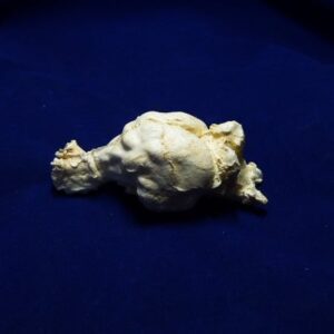 tasmanian wolf brain replica B0025