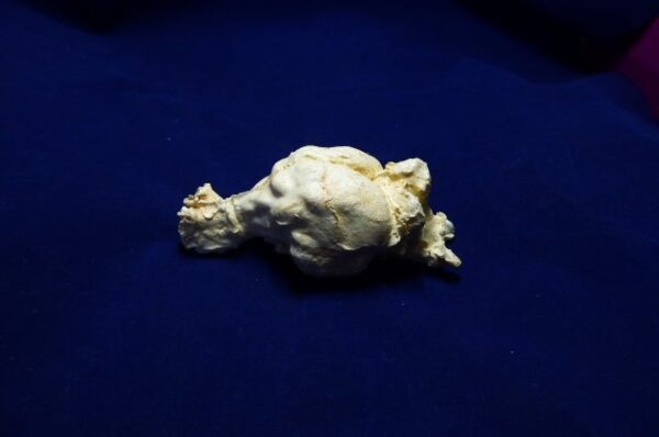 tasmanian wolf brain replica B0025