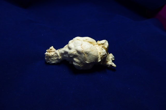 Tasmanian Wolf Brain Replica - SkeletonsAndSkullsSuperstore