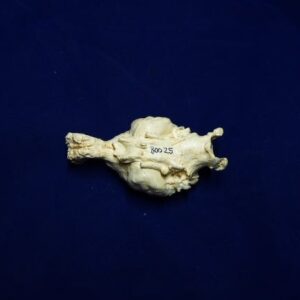 Tasmanian Wolf Brain Replica - Image 4