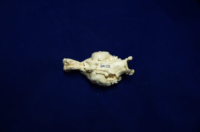 Tasmanian Wolf Brain Replica - SkeletonsAndSkullsSuperstore