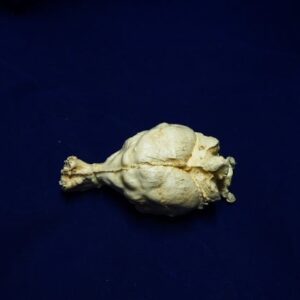 tasmanian wolf brain replica 4 b0025