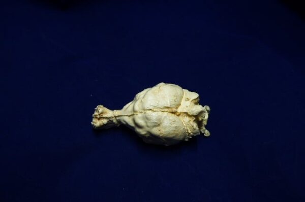 tasmanian wolf brain replica 4 b0025