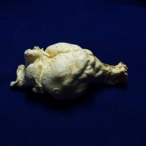 tasmanian wolf brain replica b0025