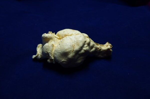 tasmanian wolf brain replica b0025