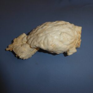 White-Tailed Deer Brain with Nasal - Image 3