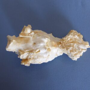 White-Tailed Deer Brain with Nasal - Image 4