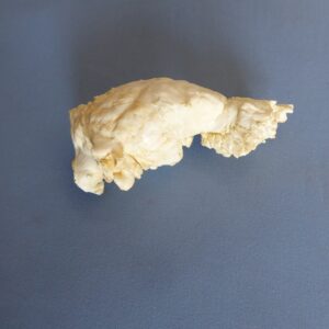 white tailed deer brain with nasal replica b0063