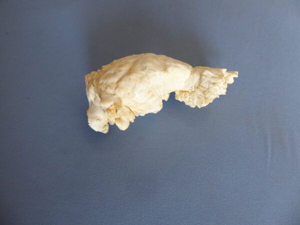 white tailed deer brain with nasal replica b0063