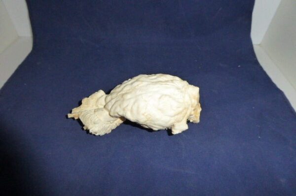 white tailed deer brain with nasal replica b0063