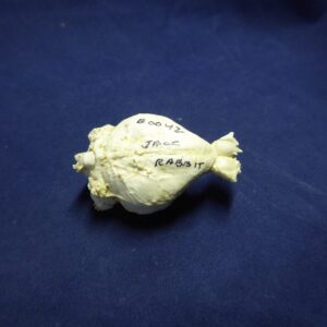 white tailed jackrabbit brain replica B0042