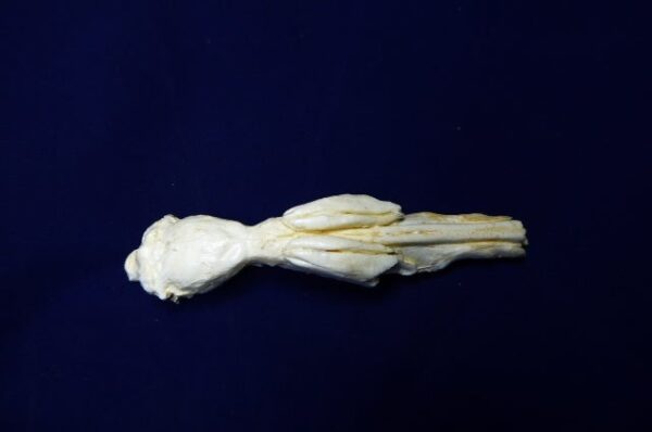 opossum brain and nasal replica B0048