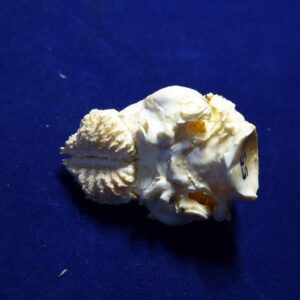 armadillo brain replica b0055