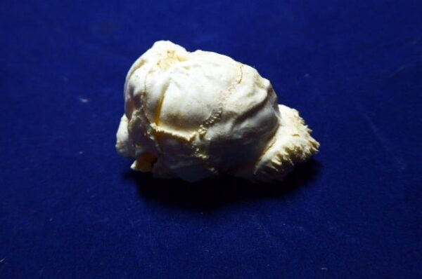 armadillo brain replica b0055