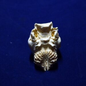 Armadillo Brain Replica - Image 4