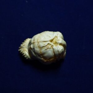 armadillo brain replica B0055