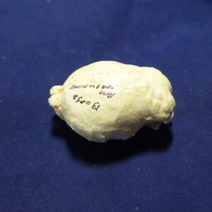 north american porcupine brain replica 2 B0052