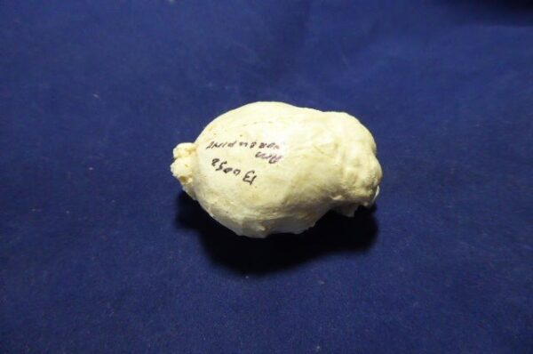 north american porcupine brain replica 2 B0052