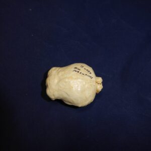 north american porcupine brain replica 3 B0052