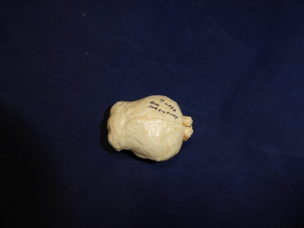 north american porcupine brain replica 3 B0052