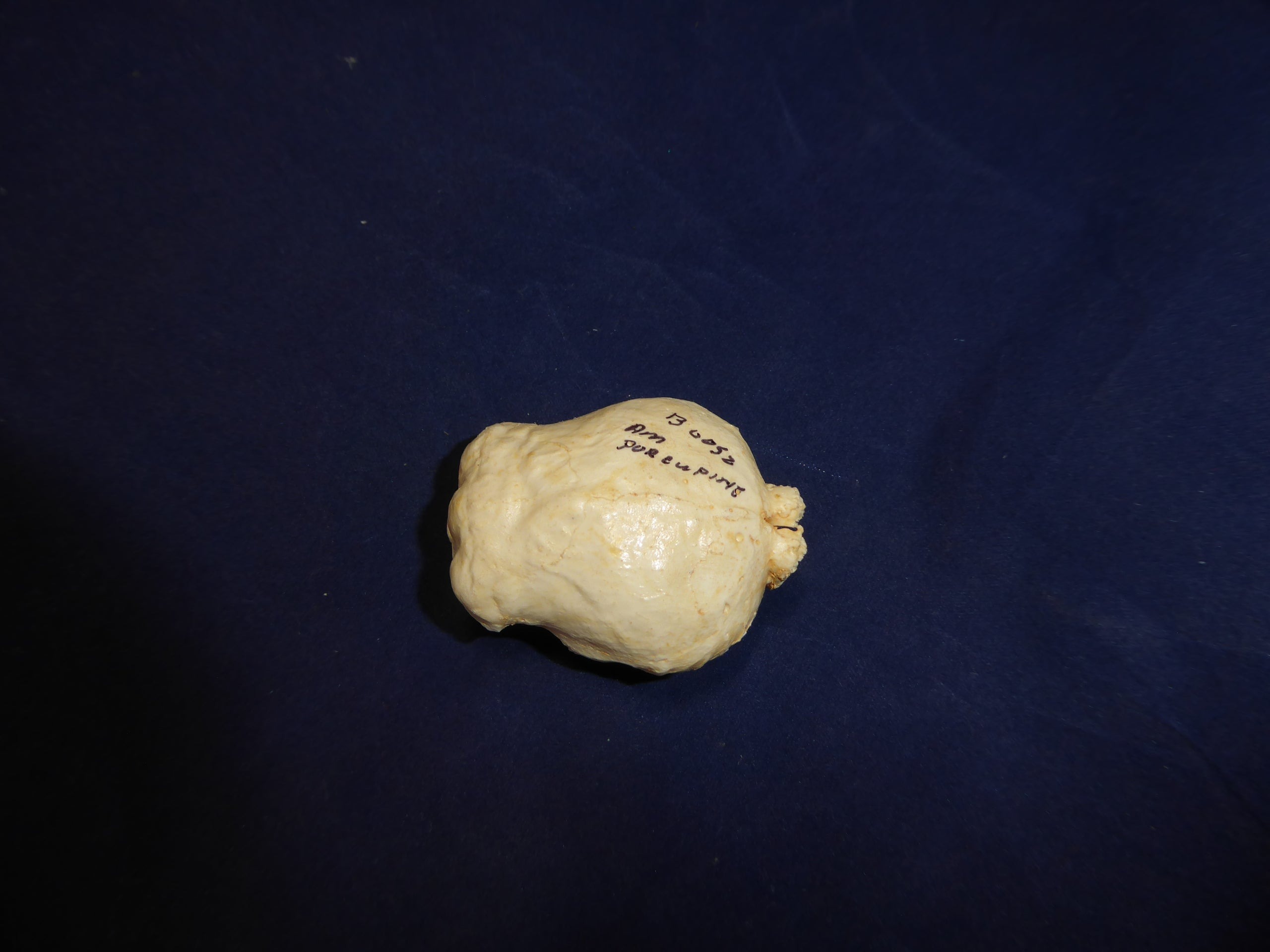 【ほぼ新品】plutonium Brain type-c 24/25 153cm plutonium Brain type-c 24/25 153cmの通販はau PAY マーケット - 輸入