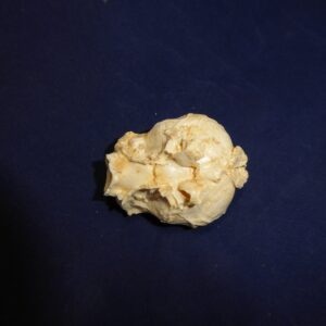 north american procupine brain replica b0052