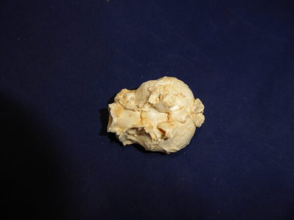 north american procupine brain replica b0052