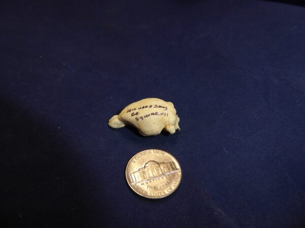 richardsons ground squirrel brain B0051