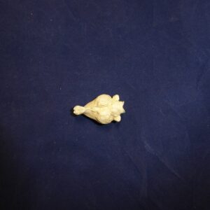 Richardson's Ground Squirrel Brain - Image 3