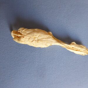 cornetfish brain replica B0058