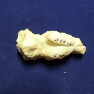 eohippus brain replica B0022