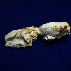 north american beaver brain replica 3 B0065