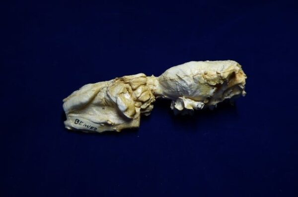 north american beaver brain replica 3 B0065