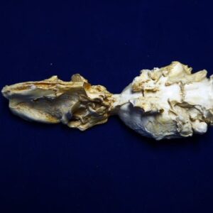 North American Beaver Brain - Image 4