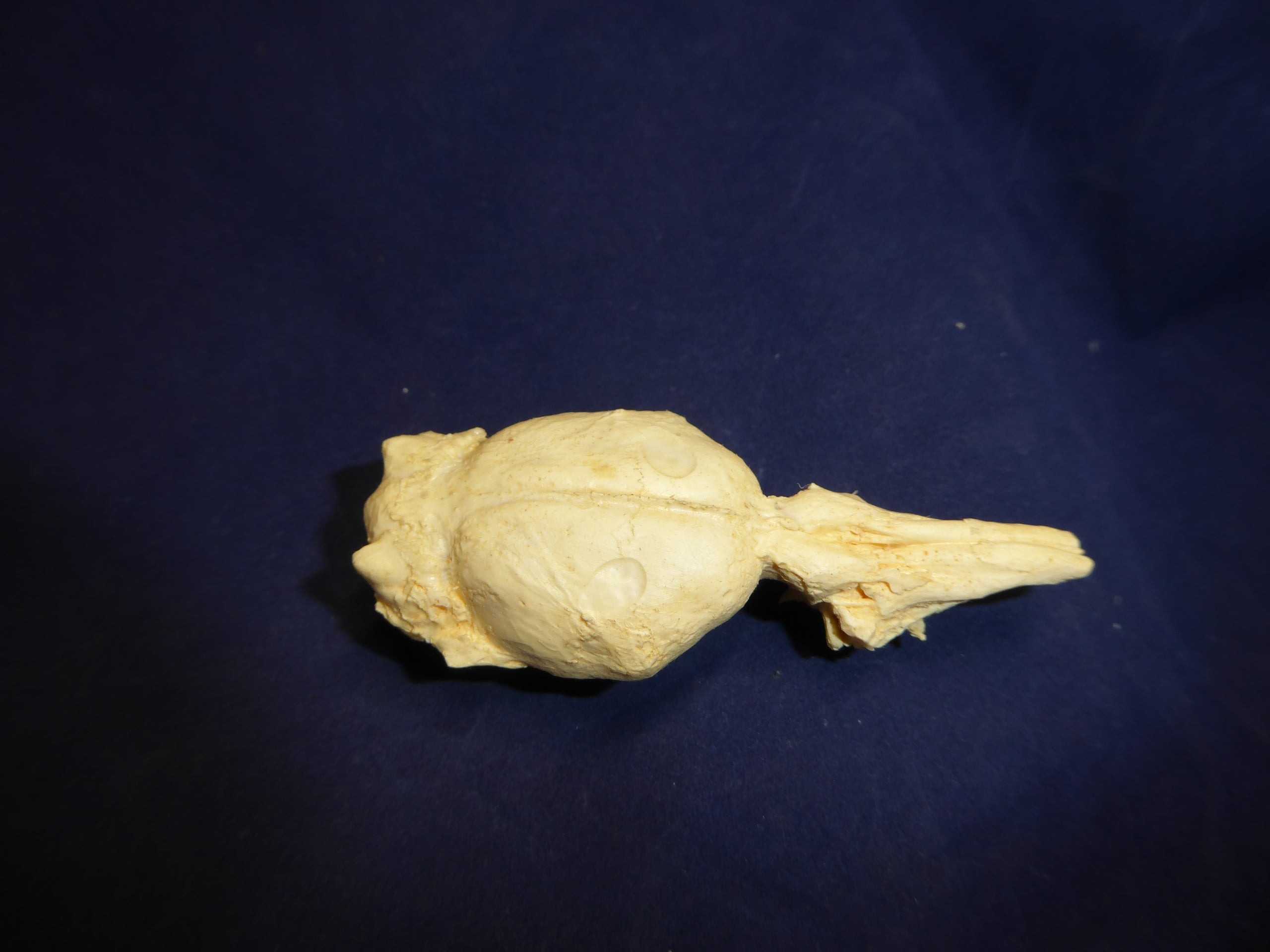 nutria-brain-replica-1-B0064.jpg