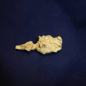 nutria brain replica 4 B0064