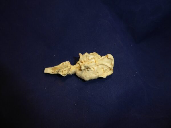 nutria brain replica 4 B0064
