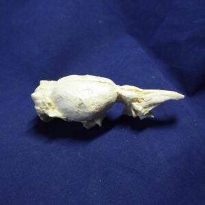 nutria brain replica b0064