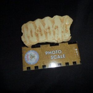 african elephant tooth shed replica