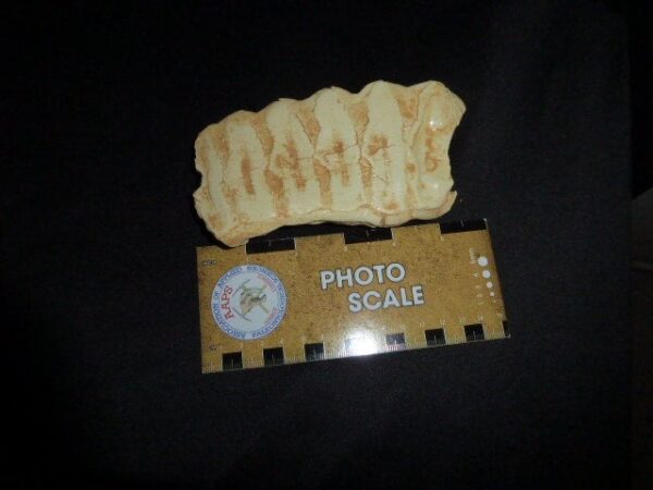 african elephant tooth shed replica