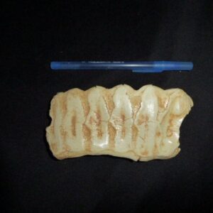 african elephant tooth shed large rt308