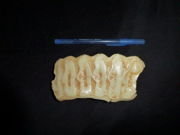 The African elephant tooth shed replica is a museum-quality polyurethane resin cast of original specimen for osetology study.