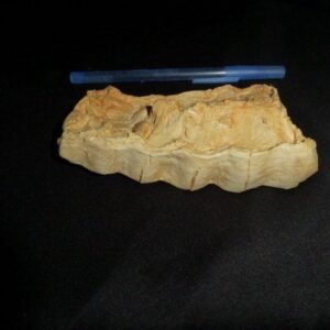 african delphant tooth shed replica