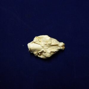 american mink brain replica B0031