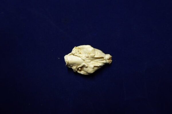 american-mink-brain-replica-1-B0031 american mink brain replica B0031