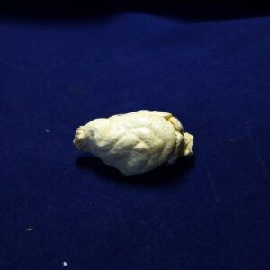 american mink brain replica